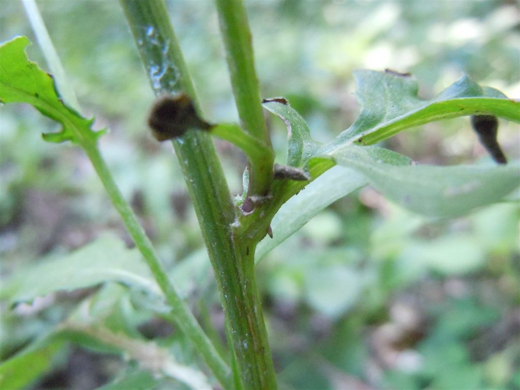 Asteracea - Senecio gr. jacobaea